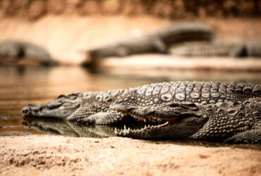 A Day of Adventure at Crocoparc in Agadir