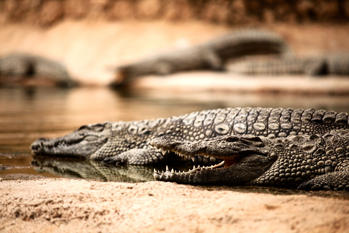 A Day of Adventure at Crocoparc in Agadir